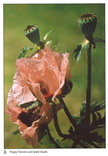 Poppy Flowers and Seedheads postcards